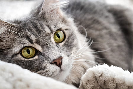 shallow focus photography of gray and black cat thumbnail