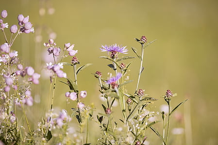 close up photography of purple petaled flower at daytime thumbnail