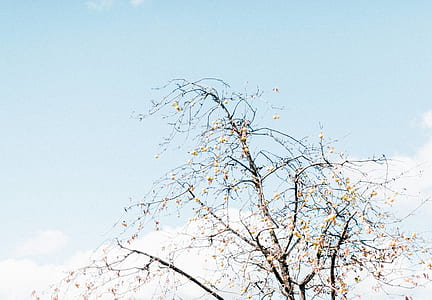 photo of brown withered tree thumbnail