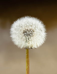 closeup photo of dandelion thumbnail