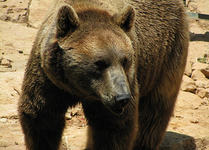 grizzly bear thumbnail