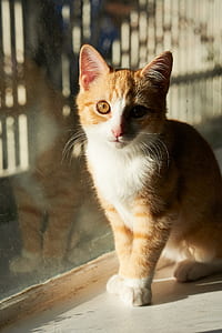 Orange and White Cat thumbnail