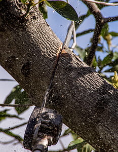 chainsaw on gray tree branch thumbnail