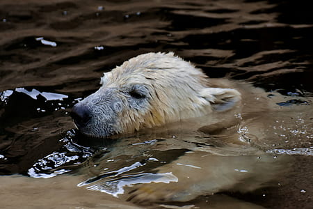 polar bear swimming in body of water thumbnail