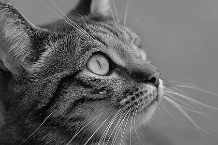 grey scale of silver tabby cat photography thumbnail