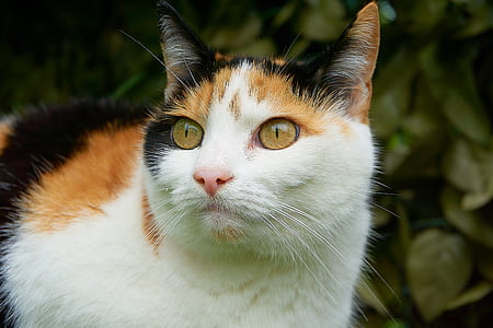 calico cat thumbnail