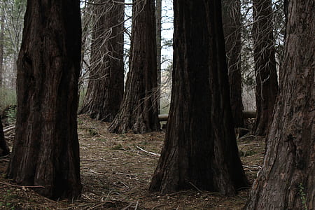 brown trees thumbnail