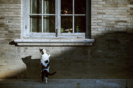 long-haired black and white cat leaning towards closed glass window thumbnail