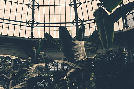 building, trees, architecture, leaves thumbnail