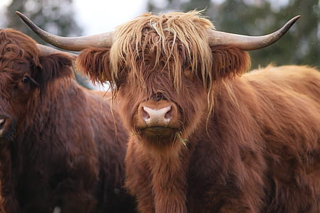 selective focus photography of brown bull thumbnail