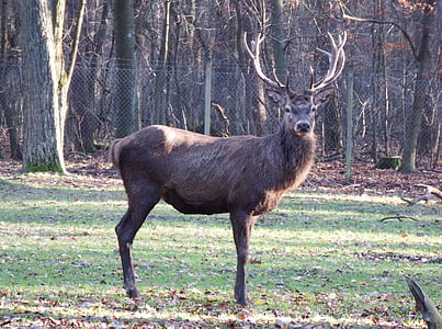 brown deer standing on green grass near trees during daytime thumbnail