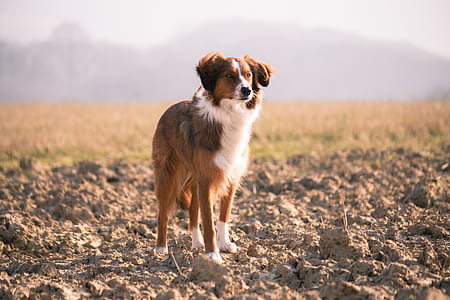 adult brow and white Australian shepherd standing on rocky ground thumbnail