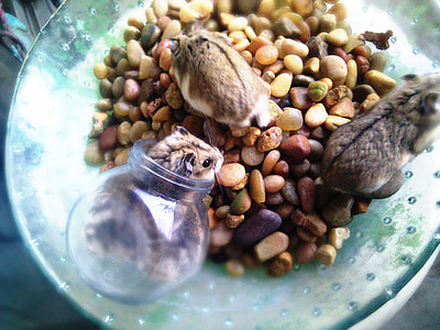 squirrels on nuts thumbnail