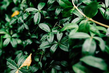 tilt shift photo of green leafed plant thumbnail