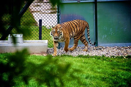 animal, zoo, tiger, predator thumbnail