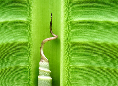 green leaf in close-up photography thumbnail