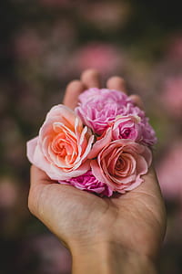 love, hand, flowers, petals thumbnail