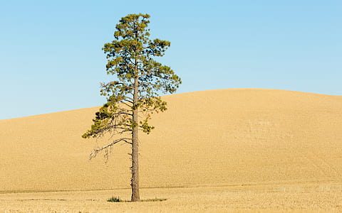 green tree under blue sky during daytime thumbnail