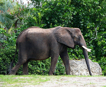 photo of black elephant walking near green leafed trees during daytime thumbnail