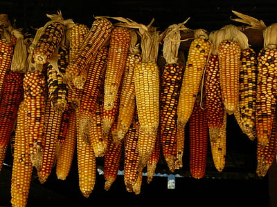 grilled corncobs thumbnail