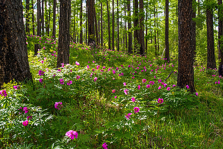 pink petaled flowers near trees in forest during daytime thumbnail