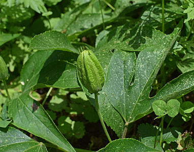 Passion Flower Vine With Bud, Vine thumbnail