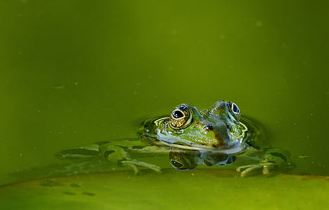 selective focus photo of green frog on body of water thumbnail