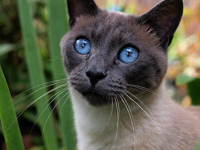shallow focus of black and white cat thumbnail