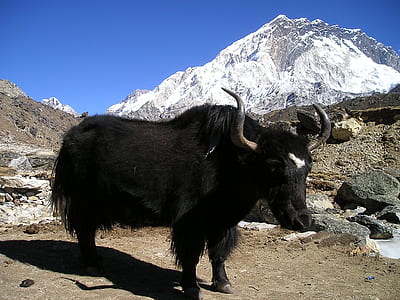 black horned animal standing on brown soil near mountains thumbnail