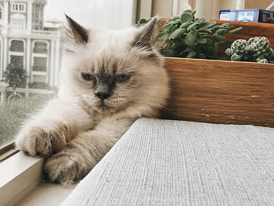animal, pet, cute, fur thumbnail