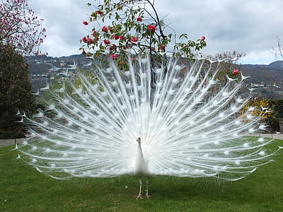 white peafowl near tree thumbnail