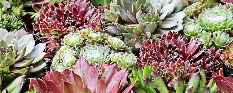 green and pink flowers thumbnail