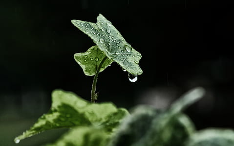 morning dew on green leaf thumbnail