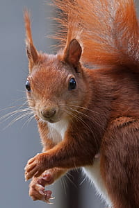 brown squirrel closeup photo thumbnail