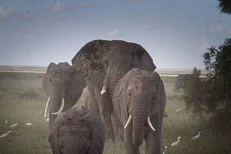 herd of elephant walking near tree thumbnail