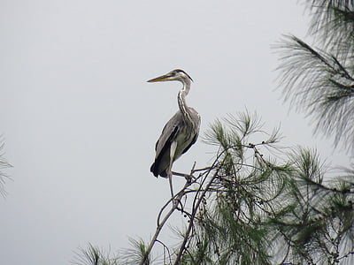 gray and white bird on tree during daytime thumbnail
