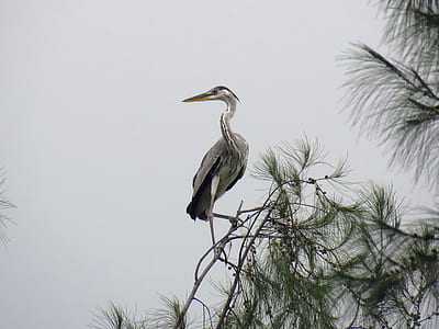 white and gray bird on tree branch thumbnail