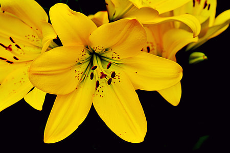 yellow petaled flower closeup photography thumbnail