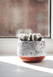 green cactus plant near glass window thumbnail