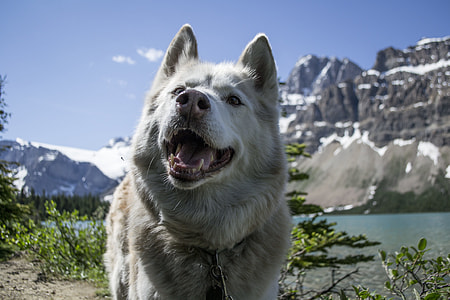 gray Siberian husky beside green leaf plant thumbnail