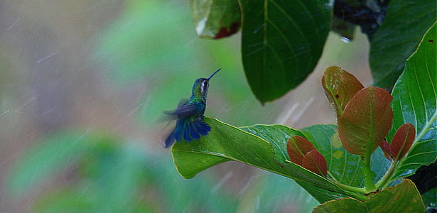 hummingbird near green leafed plant thumbnail