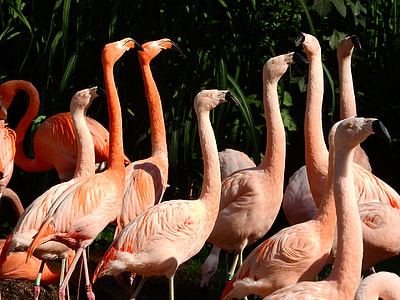 Flamingo Chilean, Flamingo Cuban thumbnail