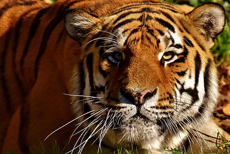 shallow focus photography of tiger thumbnail