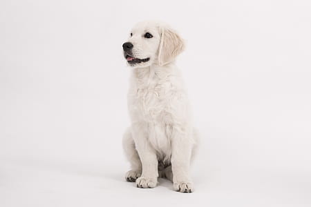 light cream golden retriever puppy thumbnail