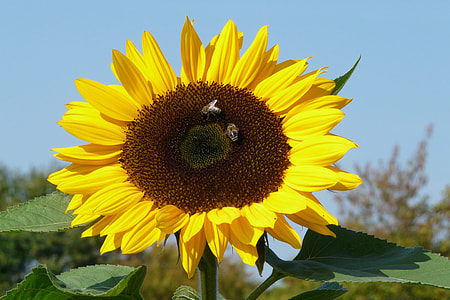 bee on top of sunflower thumbnail