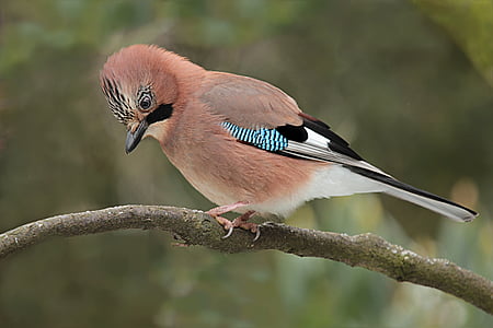 focus photo of Eurasian jay perched on branch of tree thumbnail