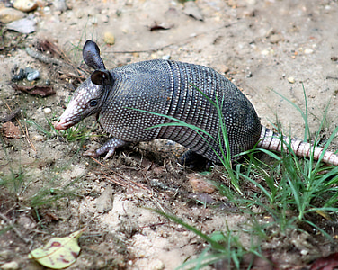 armadillo on brown soil thumbnail