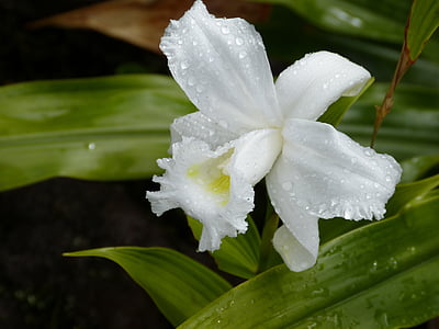 macro photograph photo of white petaled flower thumbnail