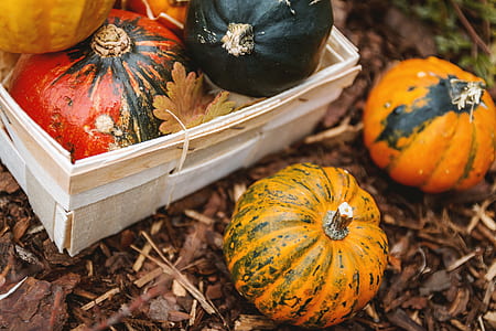 squash on ground thumbnail