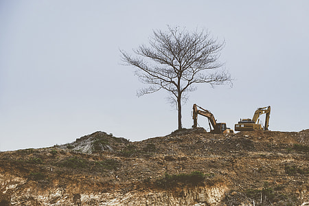 brown tree on mountain thumbnail